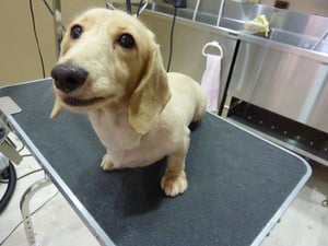 ココちゃん❤あたし人見知りしちゃうの(/_;)