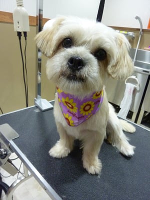 明ちゃん❤体もお顔も短めにしました☆