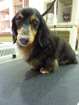 ミルちゃん❤セイヤちゃん、イチゴちゃんと同じ家❤みんなお利口でした☆