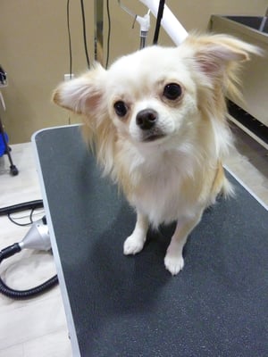 チロルちゃん❤うれションが止まらないのはしょうがないよね？笑