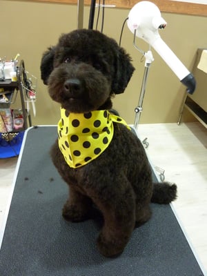 ダンクちゃん❤スッキリシュナカットで☆