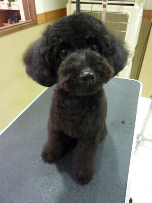 ピノちゃん❤まだ仔犬チャン❤頑張ってトリミングに慣れていこうね☆