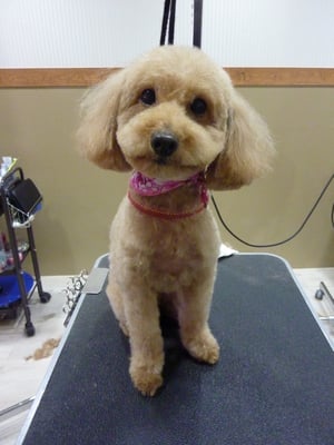 プッチィちゃん❤