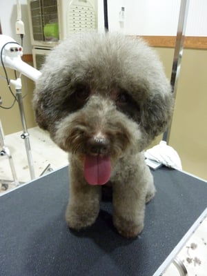 ポルンちゃん❤フワフワ頭がママのお気に入り❤