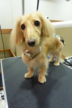 エルちゃん❤右のココアちゃんが新しい家族です♪