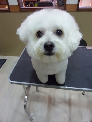 クーちゃん❤頭の毛早く伸びるといいねぇ！