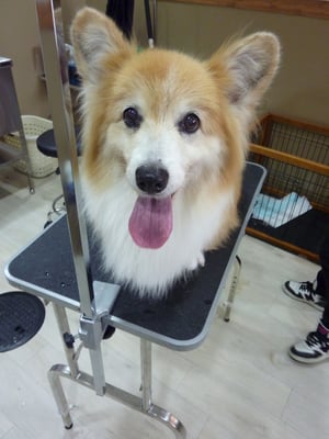 ミントちゃん❤ヴェトラップの効果はどうかな？擦れが少なくなるといいね(ღ′◡‵) 