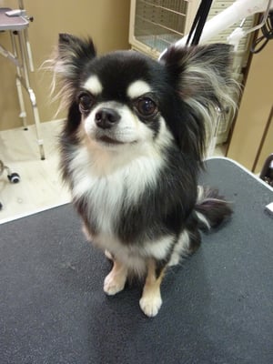 シェヴァちゃん❤今日もカワウィーねッ❤