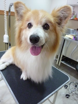 ミントちゃん❤下半身が動かないんですが、よく頑張ってくれました~(ღ′◡‵)