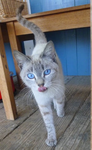 ▲よい写真の例、猫の全身が入っている