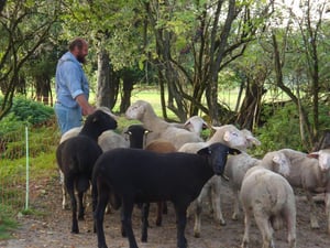 Juraschafe Merinolandschafe