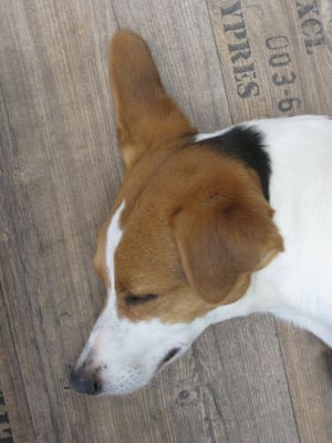 Buddy macht Nickerchen