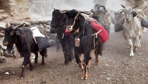 Glückliches Tsum Valley in Nepal