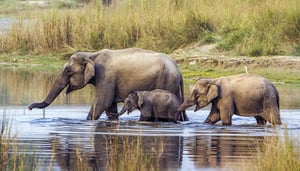 Kulturreise durch Nepal mit Besuch des Chitwan Nationalparks