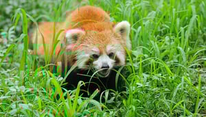 Bhutan, Reise zum Manas Nationalpark