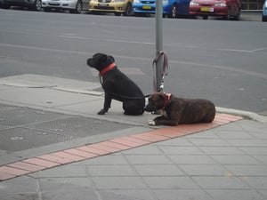 体育会系？　ワンちゃん達