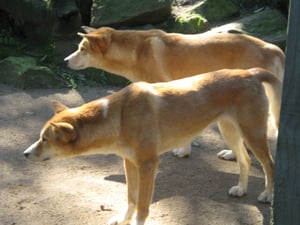 Dingo