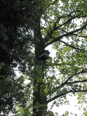 Kobel in den Eichen (Anklicken zum Vergrößern)