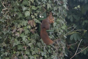 Hörnchen an Futterstelle (Anklicken zum Vergrößern)