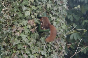 Hörnchen in Futterstelle (Anklicken zum Vergrößern)