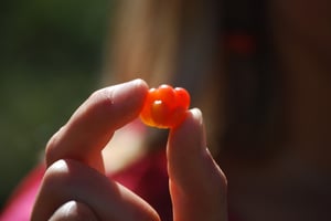 Moltebeeren selbst gepflückt