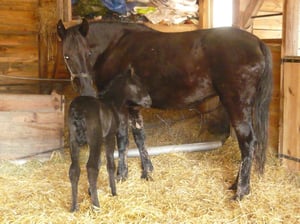 Regina et sa pouliche Atalante LCP
