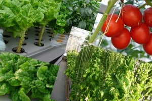 水耕栽培で生産実績のある野菜