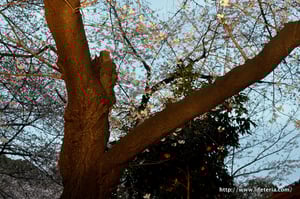 LifeTeria blog ブログ　韻松亭