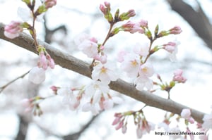 LifeTeria blog ブログ