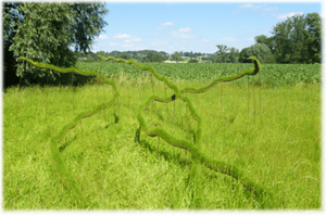 Du Land'art sur les sentiers.