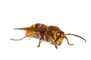 frelon  image  transparent insectes png pour illustration ecole montessori