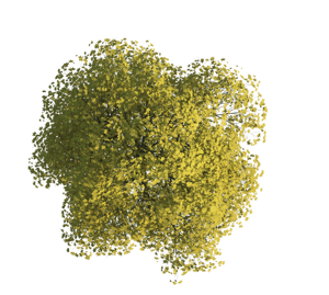 3ds Max Baum Textur im Frühling freigestellt für Visualisierungen und 3d Animationen im Architekurbereich