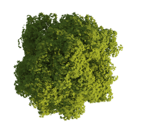 3D generierte Baum Textur im Sommer freigestellt für Visualisierungen und 3d Animationen