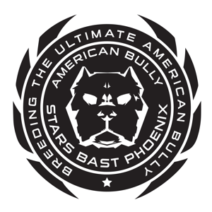 Eleveur bully Américain Stars Bast Phoenix