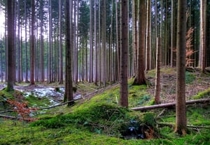 Keltenschanze im Laufzorner Holz (nur ca. 150m südlich verläuft die Römerstraße Via Julia)