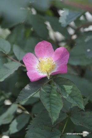 Rosa glauca ssp. gutensteinensis - Gutensteiner Rose - Rosier de Gutenstein - Rosa di Gutenstein - Wildrosen - Wildsträucher - Heckensträucher - Artenvielfalt - Ökologie - Biodiversität - Wildrose