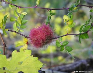 Gallwespe, Diplolepis rosae, Schlafapfel, Bedeguare, Rosenapfel, Rosa-stylosa, Wildsträucher, Heckensträucher, Ökologie, Biodiversität, Nützlinge