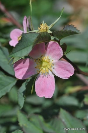 Rosa glauca ssp. gutensteinensis - Gutensteiner Rose - Rosier de Gutenstein - Rosa di Gutenstein - Wildrosen - Wildsträucher - Heckensträucher - Artenvielfalt - Ökologie - Biodiversität - Wildrose