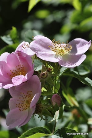 Rosa-dumalis, Rosa-vosagiaca, Rosa-reuteri, Vogesenrose, Blaugrüne-Rose, Rosier-des-Vosges, Rosa-dei-Vosgi, Rosa-selvatica-di-montagna,Wildrosen, Wildsträucher, Heckensträucher, Artenvielfalt, Ökologie, Biodiversität, Wildrose