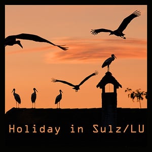 Wunder der Natur: Störche auf Sonntagsausflug