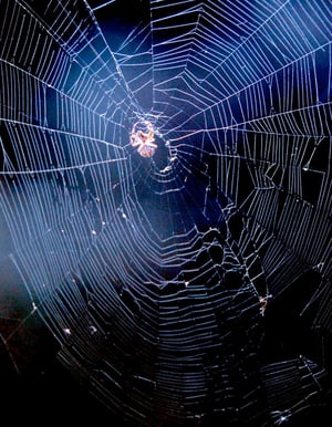 Bild: © Peter Züllig, sammlerfreak,ch