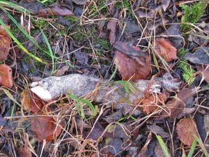 Bild: http://www.facebook.com/PolizeiZH