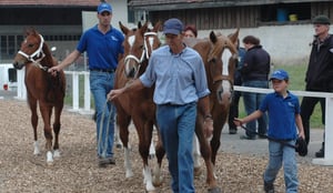 An der Pferdeschau auf dem Schwand