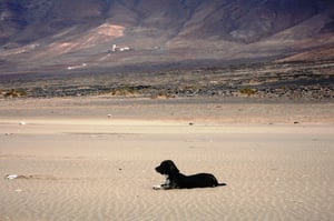 Eddy am Strand von Cofete