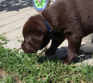 Die Welt ist gross und wunderbar