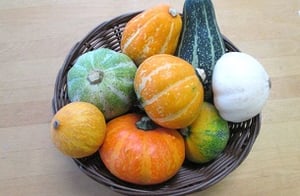 ハロウィン/観賞用かぼちゃ/東京インテリアデザインセンター/家具/栃木県鹿沼市/フェイク