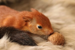 Maus Obstkorb Reserven Futter Eichhörnchen