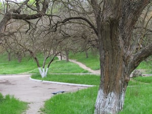 Paths in Careenage Ravine