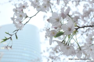 LifeTeria blog ブログ