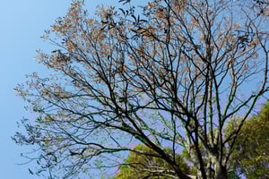 トチノキ　林試の森　11月